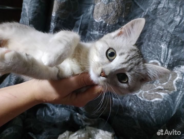 Кот Кешью