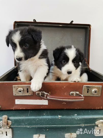 Щенки бордер колли