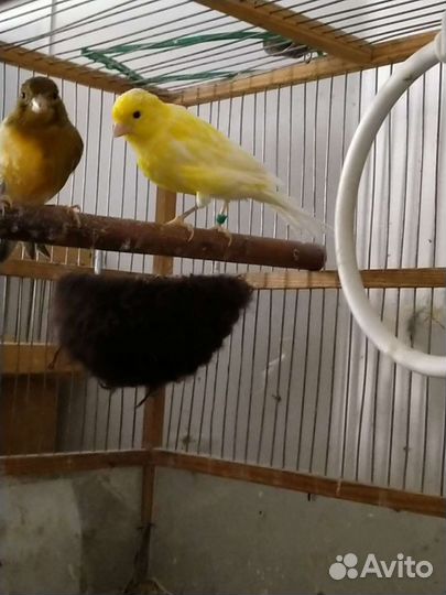 Попугаи волнистые,кореллы, амадины, какарики