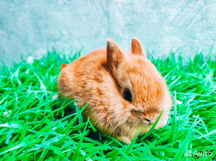 Карликовый кролик - Мега мини