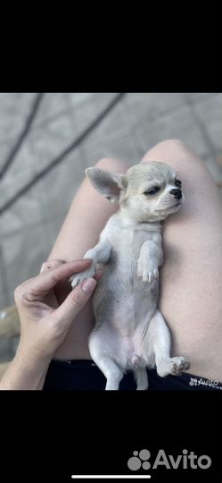 Чихуахуа девочка