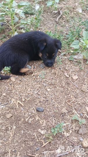 Щенки восточноевропейской овчарки