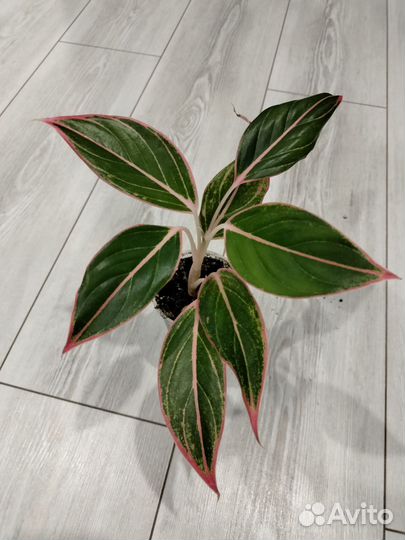 Аглаонема Tivoli (Тайволи)