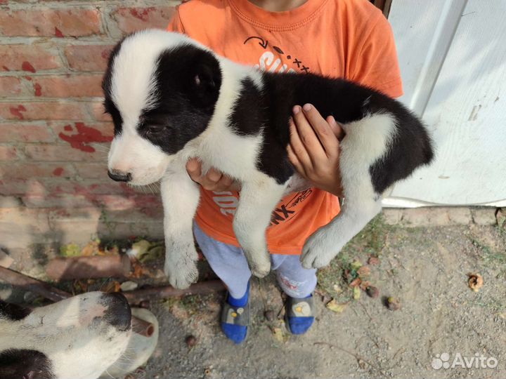 Среднеазиатская овчарка алабай щенки