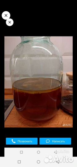 Чайный гриб комбуча