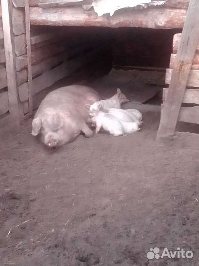 Хряк ландрас