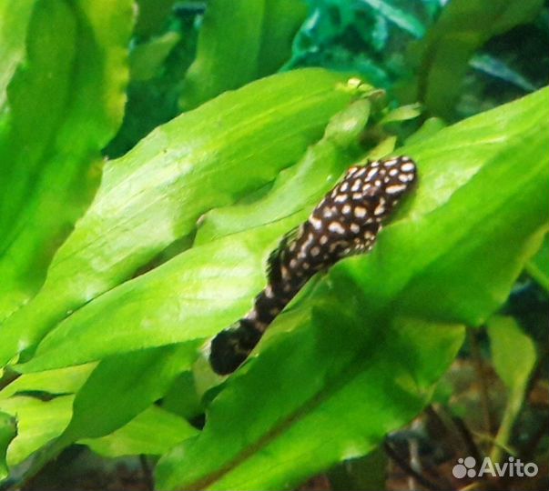 Аквариумные рыбки