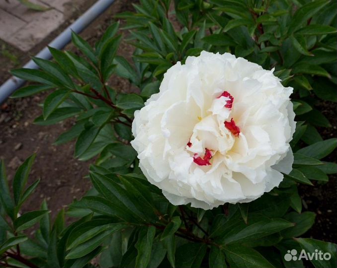 Пион Фестива, саженцы