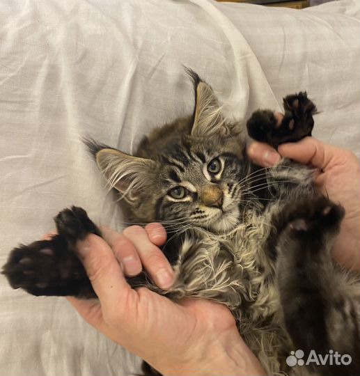 Мейн-кун котенок полидакт мальчик