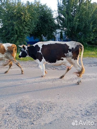 Коровы дойные