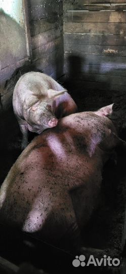 Хряк и свинья