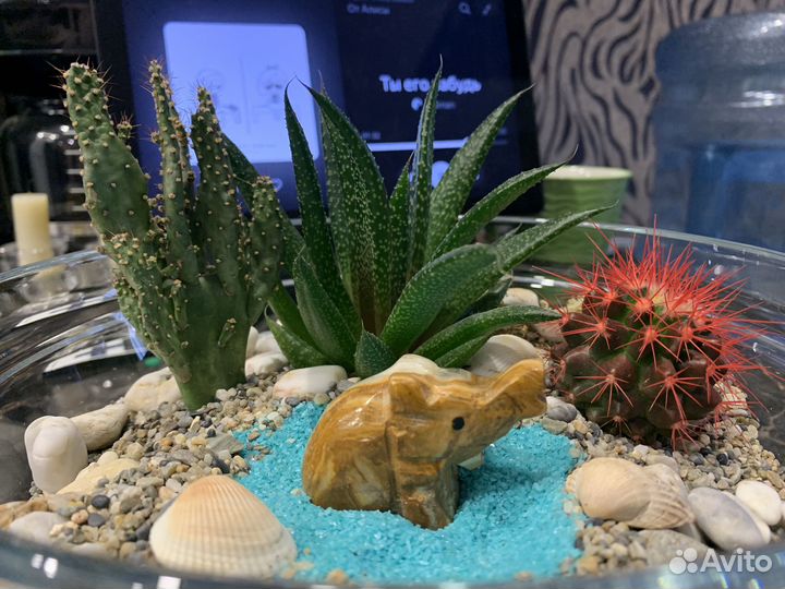 Флорариум с натуральными камнями и растениями