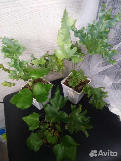 Папоротники и споры 3х сортов