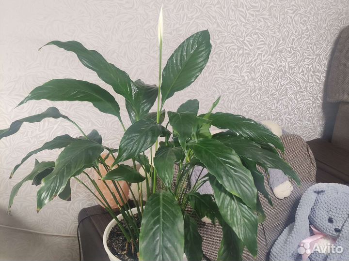 Спатифиллум