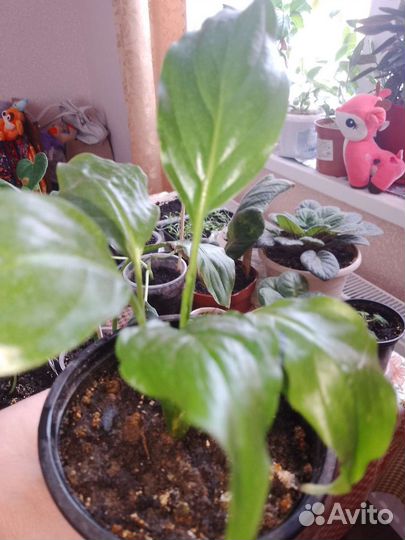 Спатифиллум 