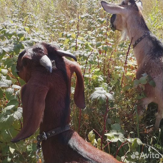 Козы, Козлята, Козел