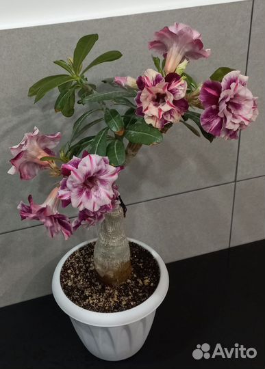 Адениум цветущий Huang Hon Tim