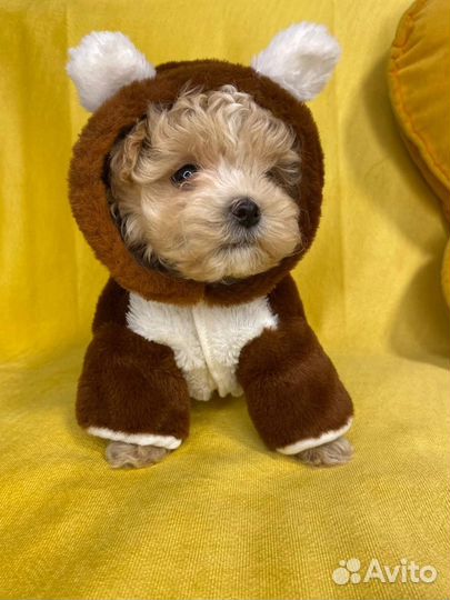 Индивидуальный пошив одежды для собак, кошек