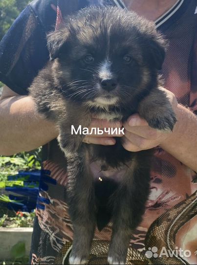 Собака в добрые руки щенки