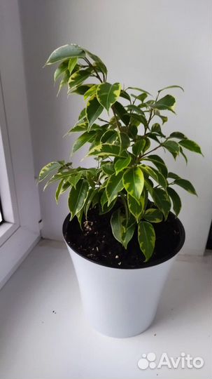 Фикус бенджамина