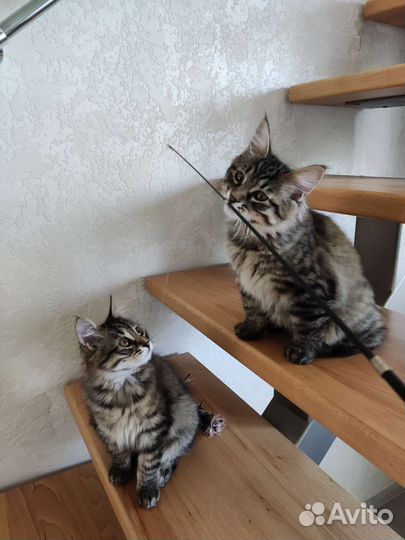 Котята курильский бобтейл