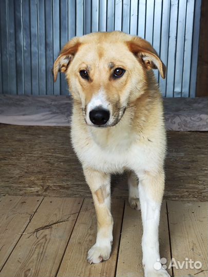 Фокстерьер