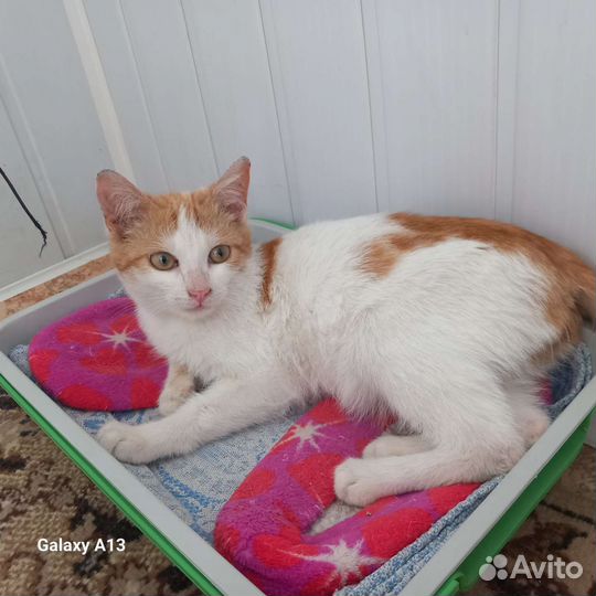 Котик Тимофей