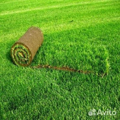 Рулонный газон с доставкой