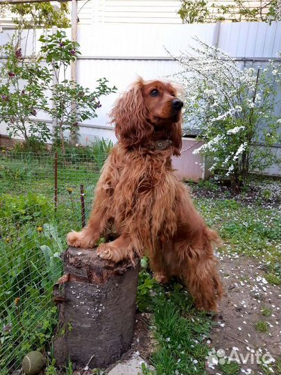 Вязка. Английский кокер спаниель. Ищем невесту