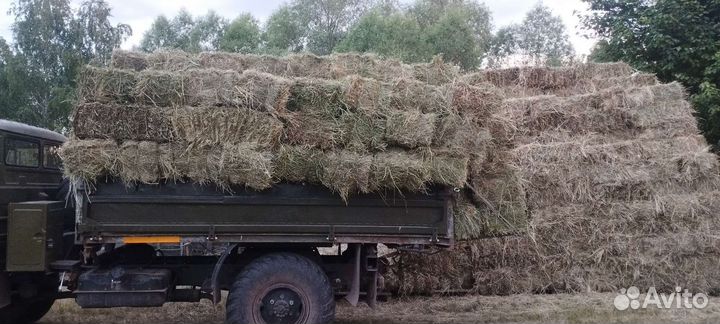 Сено в квадратных тюках