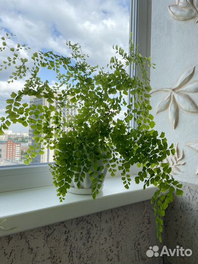 Адиантум венерин волос