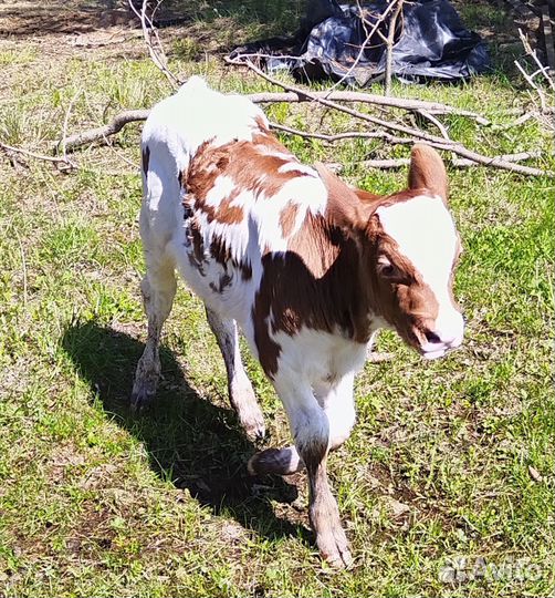 Айрширский бычок