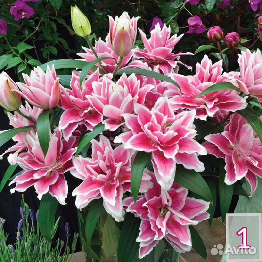 Лилии луковицы