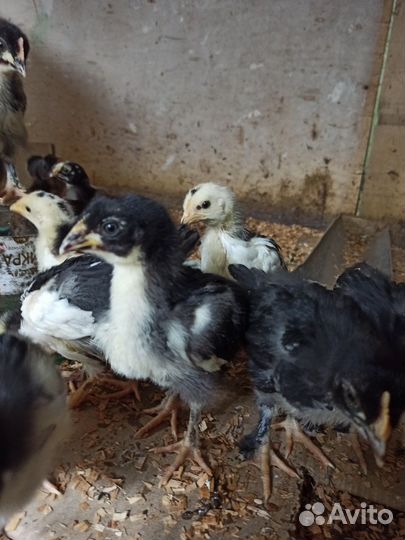 Цыплята