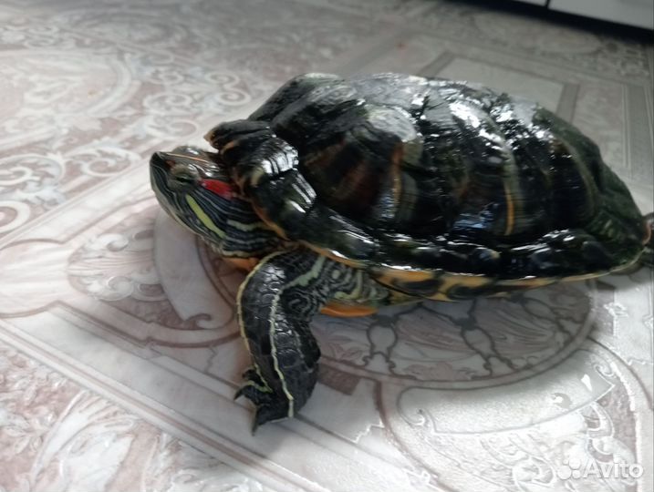 Черепаха водная