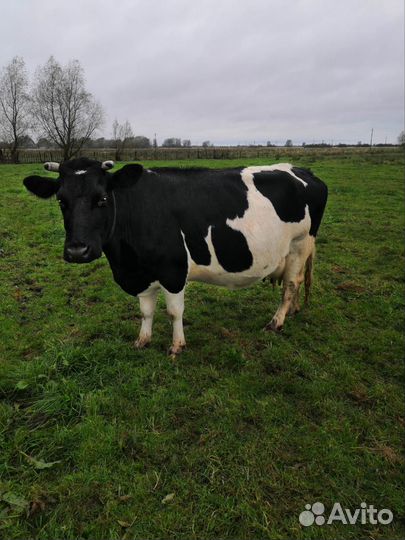 Продам коров и быков