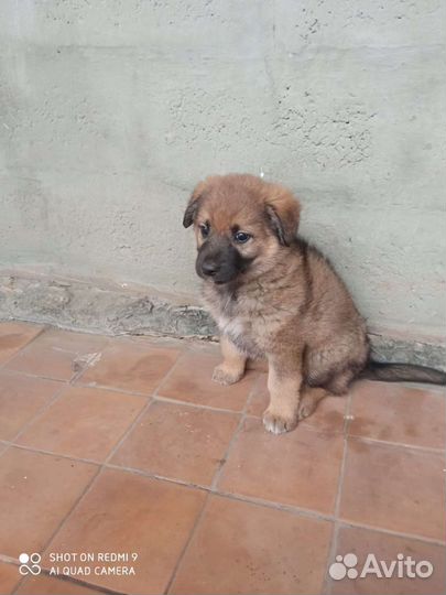 Щенок мальчик