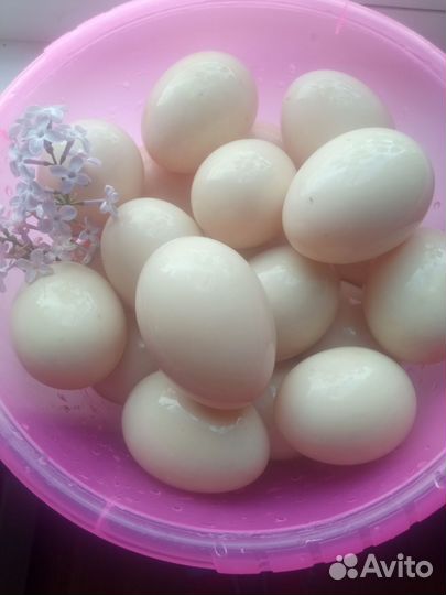 Утиные яйца