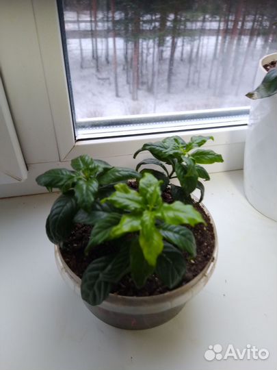 Кроссандра розовая