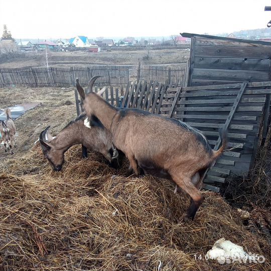 Козы дойные