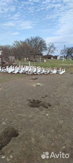 Гуси домашние крупные сами выводят