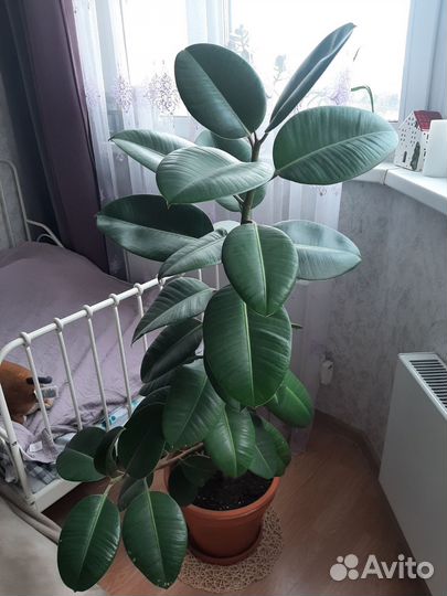 Фикус, драцена, церопегия