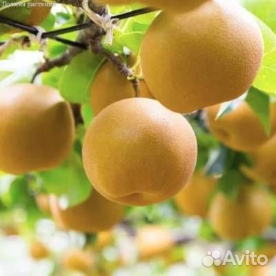 Груша Никкори