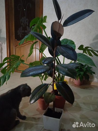 Комнатные растения