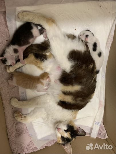 Котята в добрые руки
