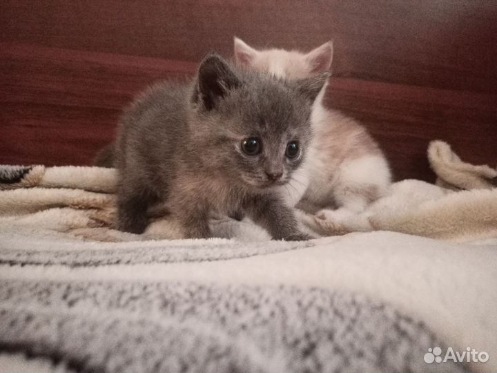 Шотландские котята