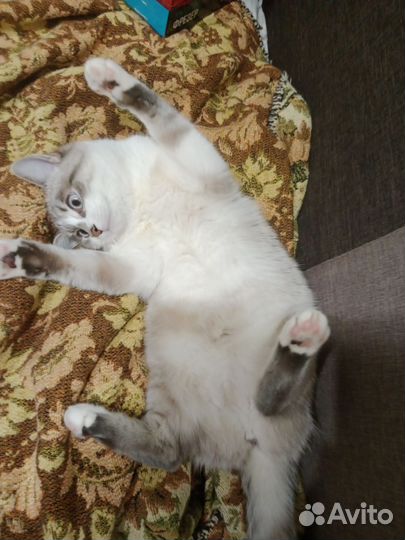 Абиссинская и Тайская