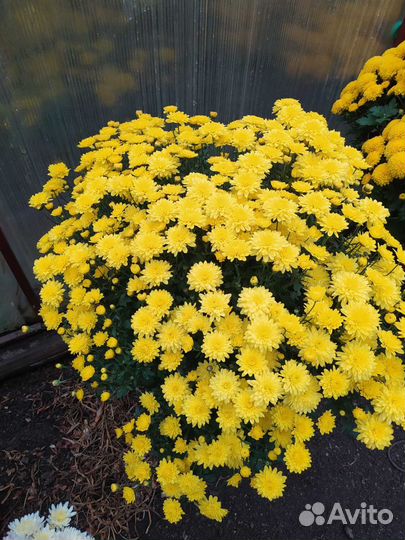 Хризантема шаровидная мультифлора, корейская