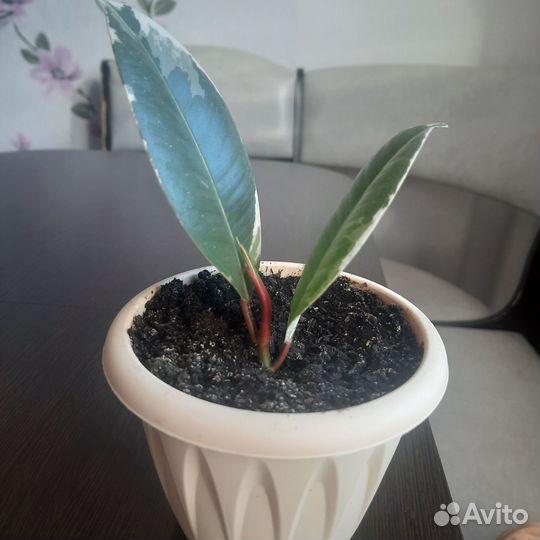 Фикус тинеке