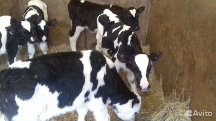 Бычки 1-2месяца